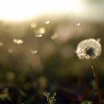 Dandelion Flower Background