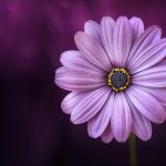 LAM_20171101_flower-purple-lical-blosso (1)