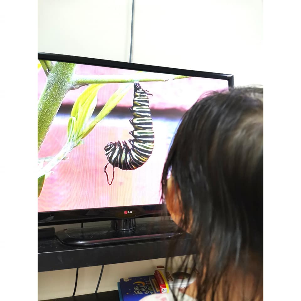 "Macam-Macam Soalan Anak Tanya" Bela Ulat Beluncas Sampai Jadi Rama-Rama, Idea Ibu Ni Superb! 18 “Macam-Macam Soalan Anak Tanya” Bela Ulat Beluncas Sampai Jadi Rama-Rama, Idea Ibu Ni Superb!