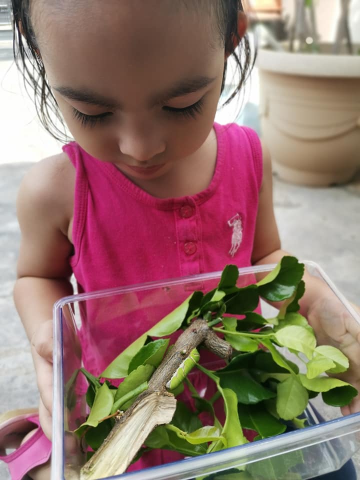 "Macam-Macam Soalan Anak Tanya" Bela Ulat Beluncas Sampai Jadi Rama-Rama, Idea Ibu Ni Superb! 14 “Macam-Macam Soalan Anak Tanya” Bela Ulat Beluncas Sampai Jadi Rama-Rama, Idea Ibu Ni Superb!