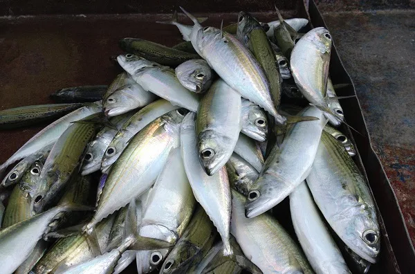 Ikan Kecil Mampu Cegah Kekurangan Zat dan Lindungi Kesihatan Ibu & Anak