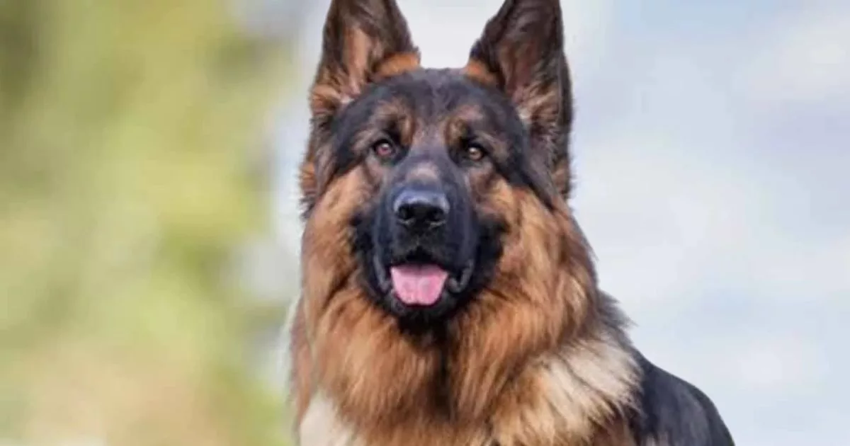 Kanak-kanak 3 Tahun Cedera Digigit Anjing Selepas Pulang Bermain!