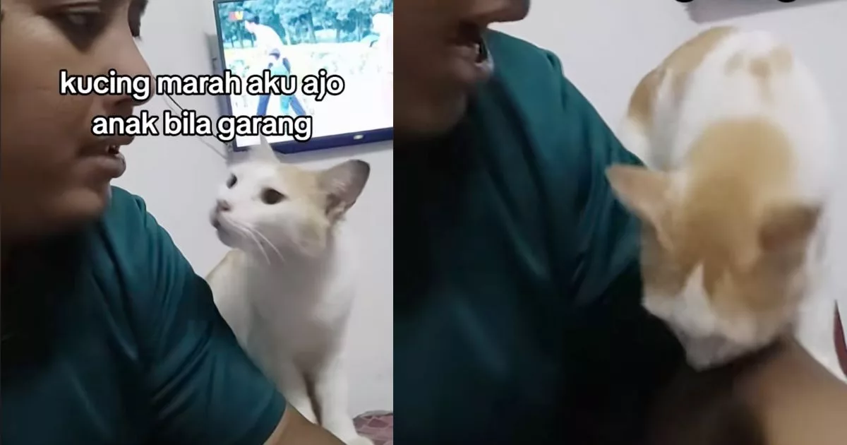 “Sekali Lagi Tinggi Suara, Aku Gigit!” – Kucing ‘Masuk Campur’ Bila Ayah Marah Anak, Netizen Terhibur
