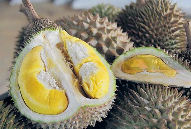 Mak Ayah ‘Hantu’ Durian? Ini Had Yang Selamat Jika Ada Masalah Kesihatan Kata Doktor!