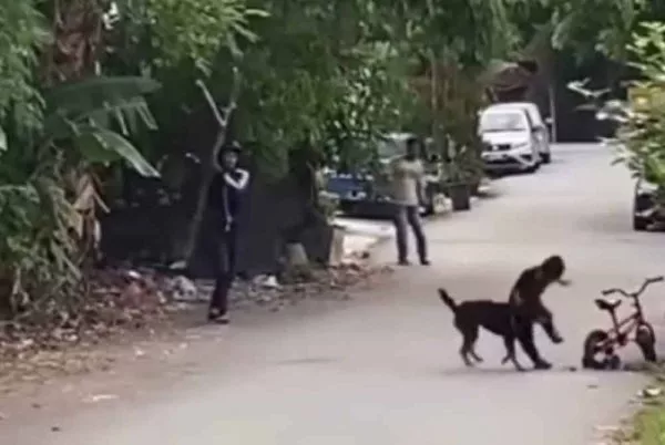 Anak 6 Tahun Cedera Diserang Anjing: Ibu Bapa, Peka Risiko Bahaya Sekeliling!