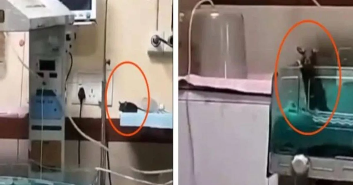 Dua Bayi Digigit Tikus Di Hospital Kerajaan Dalam Masa 48 Jam