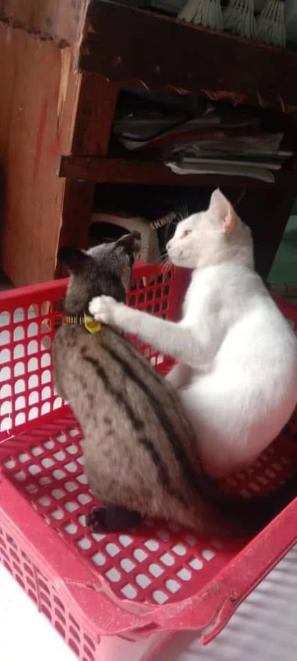 Musang Pandan Jadi Teman Anak: Cara Kreatif Bapa Kurangkan Ketagihan Gajet