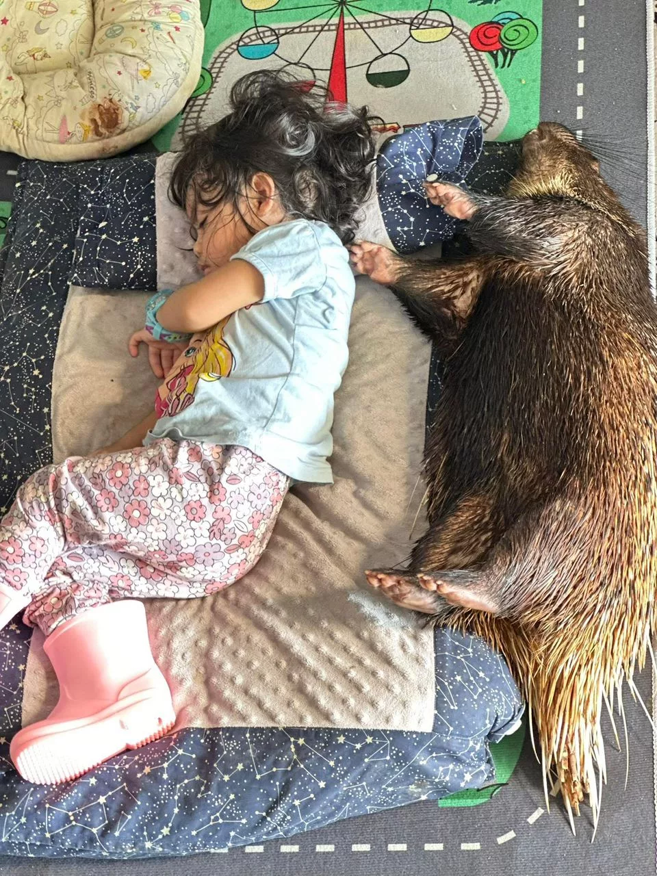 Budak 1 Tahun Tidur Bersama Landak Raya Jinak, Ramai Luah Terkejut!