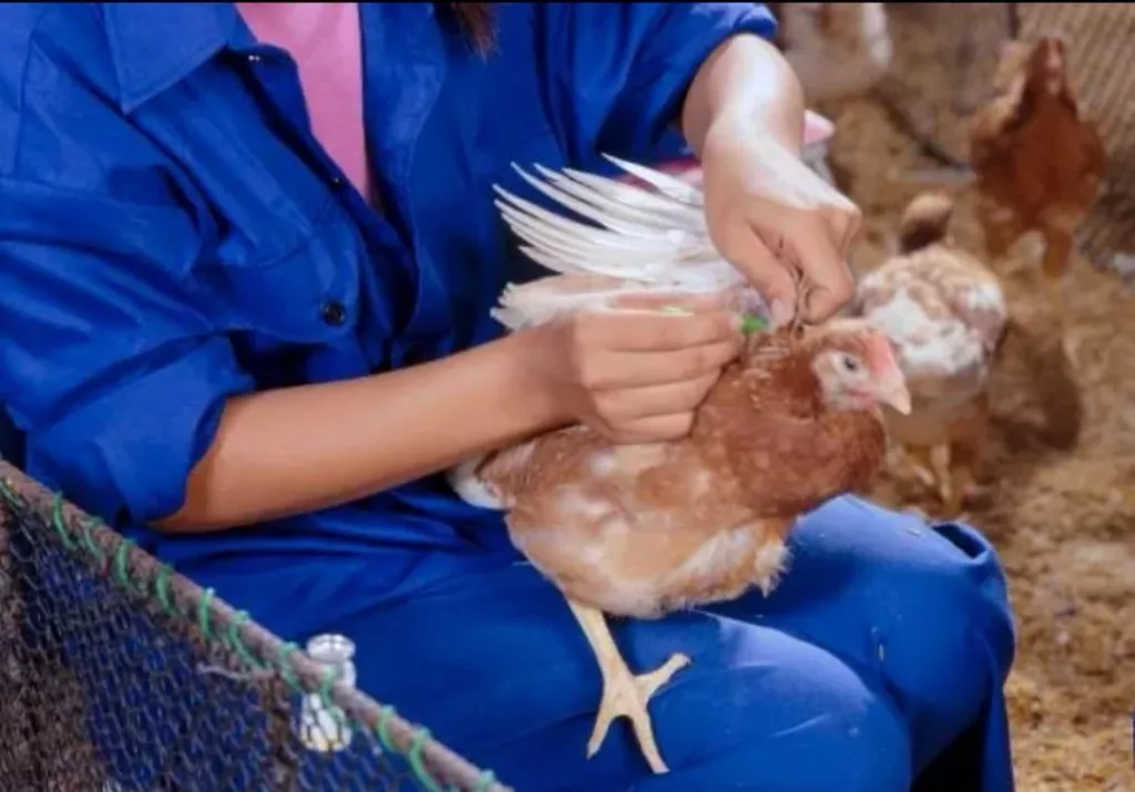 Ayam Cucuk Punca Eczema? Ini Jawapan Padu Dietitian Bertauliah Untuk Ibu Risau!