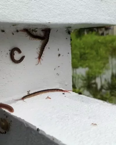 Lipan Ketika Banjir: Ancaman Senyap Musim Tengkujuh Yang Ramai Ibu Bapa Tak Sedar