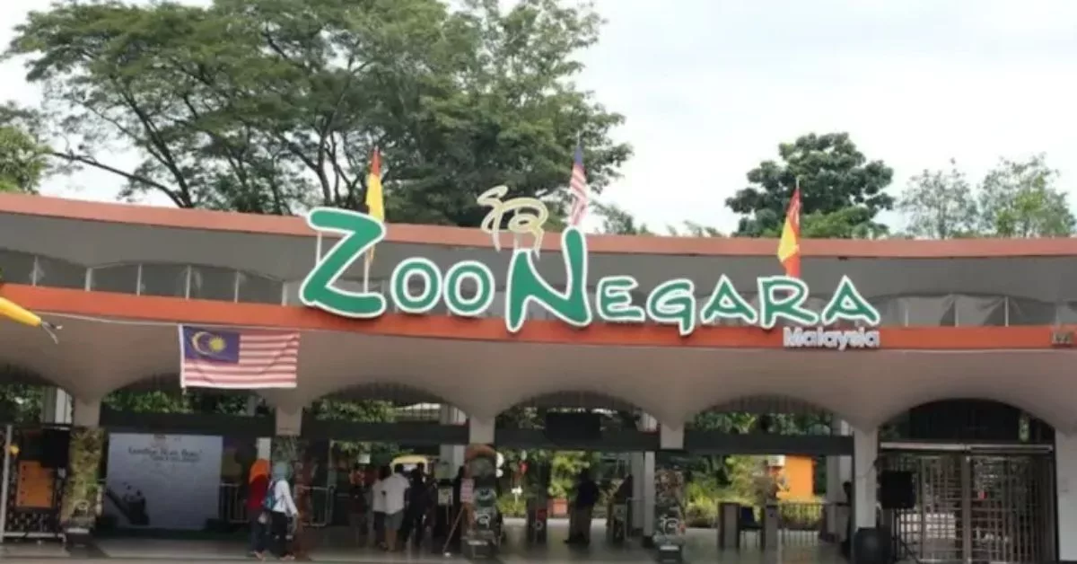 Pasangan Panda Baharu Tiba Di Malaysia, Ibu Ayah Mula Rancang Lawatan Ke Zoo Negara!