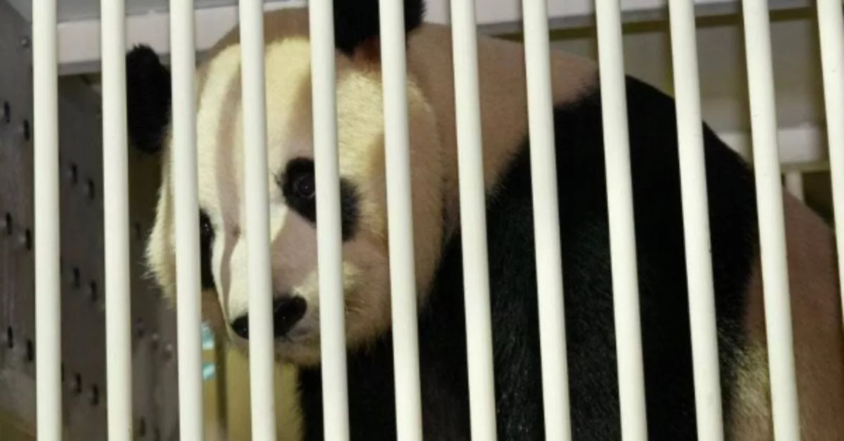 Pasangan Panda Baharu Tiba Di Malaysia, Ibu Ayah Mula Rancang Lawatan Ke Zoo Negara!