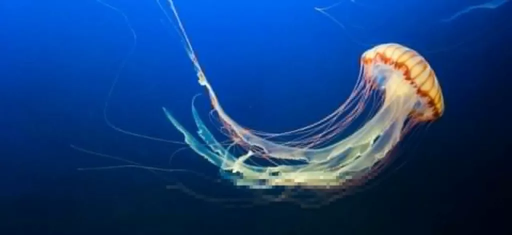 Tragedi Ubur-Ubur Di Langkawi, Kanak-Kanak Dua Tahun Jadi Mangsa