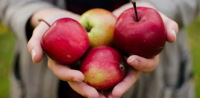 7 Buah Untuk Otak Anak Jadi Lebih Bijak, Fokus & Mudah Belajar 11 7 Buah Untuk Otak Anak Jadi Lebih Bijak, Fokus & Mudah Belajar