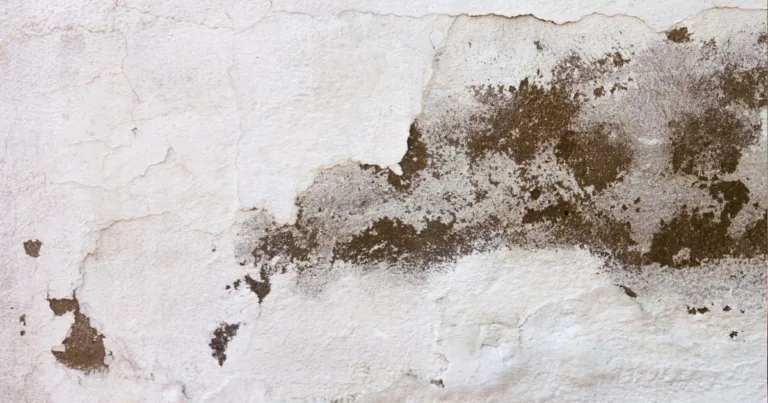 Kulat Pada Dinding Rumah Penyebab Anak Masuk Hospital, Jangan Buat Main!