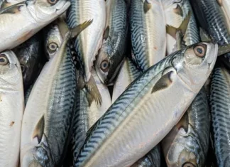 Nak Anak Bijak, Makan Ikan Dua Kali Seminggu Boleh Boost Otak!