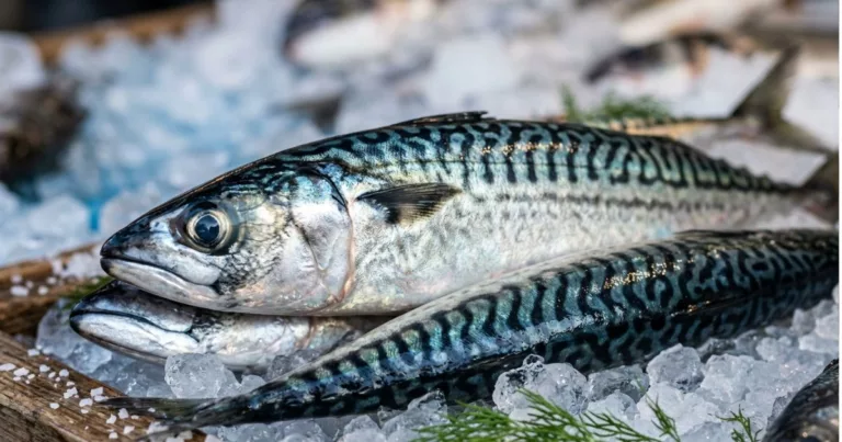 Ikan Untuk Anak Tak Semestinya Salmon, Ini 5 Pilihan Lebih Jimat & Sihat!