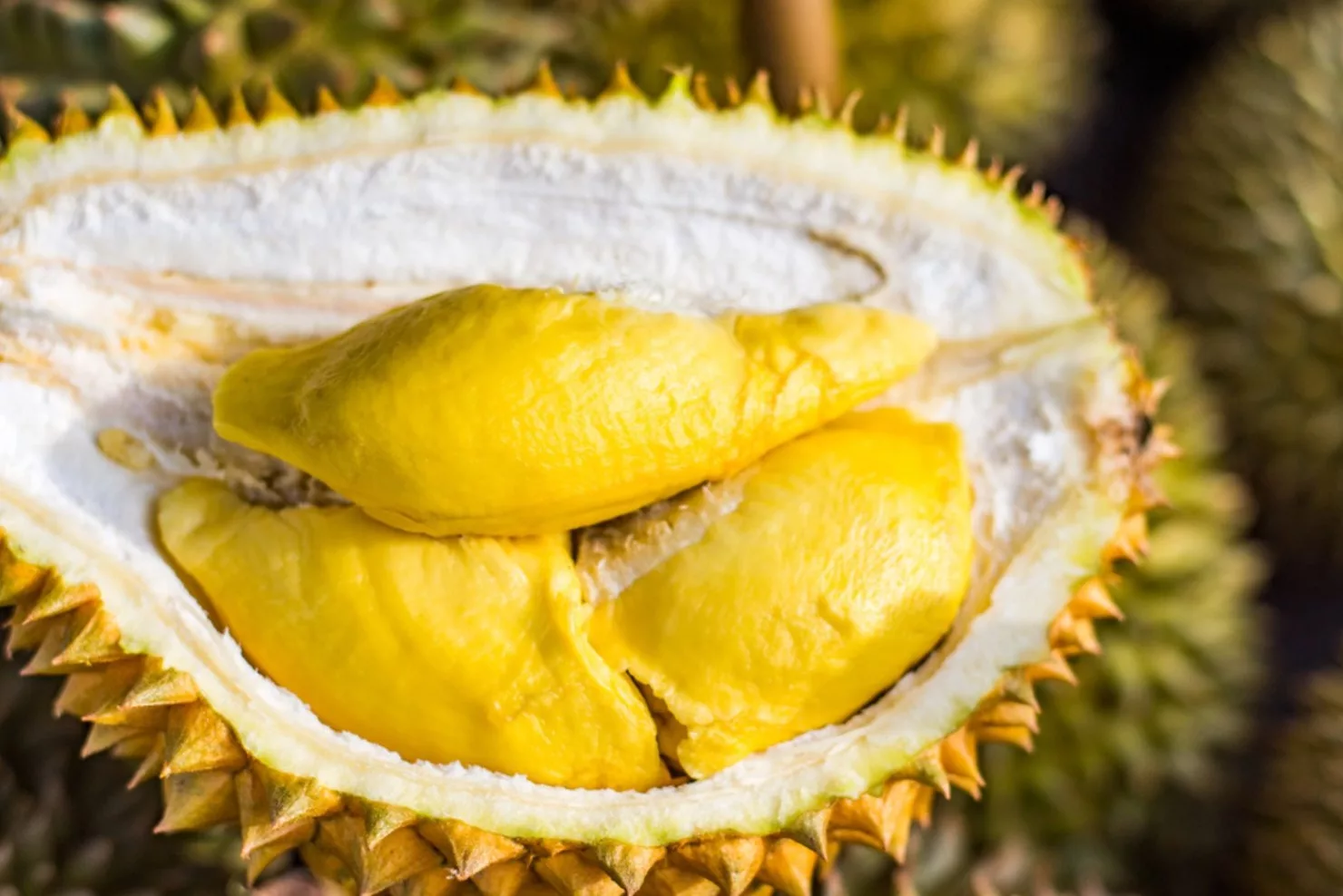 Ibu Hamil Nak Makan Durian? Ramai Masih Tak Tahu Fakta Ini! 7 Ibu Hamil Nak Makan Durian? Ramai Masih Tak Tahu Fakta Ini!