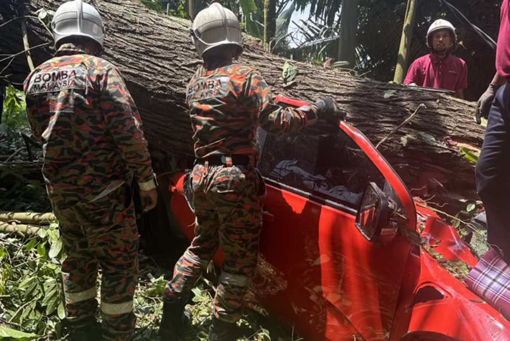 Pokok Tumbang Janda Baik: Tragedi Pilu Ragut Empat Nyawa Termasuk Kanak-Kanak 5 Pokok Tumbang Janda Baik: Tragedi Pilu Ragut Empat Nyawa Termasuk Kanak-Kanak