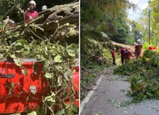 Pokok Tumbang Janda Baik: Tragedi Pilu Ragut Empat Nyawa Termasuk Kanak-Kanak