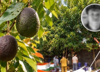 Isteri Mengidam Avokado, Suami Pergi Selamanya Selepas Terkena Renjatan
