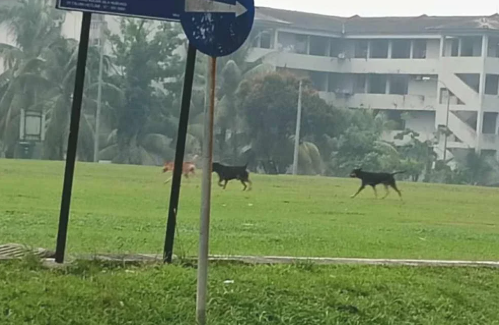Budak Lelaki 7 Tahun Cedera Parah Diserang Lapan Anjing Liar Ketika Bermain Di Taman Permainan